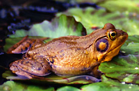 bullfrog.jpg