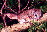 flyingsquirrel.jpg