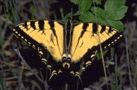 img3880-35.gif