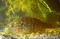 img4003-45.gif