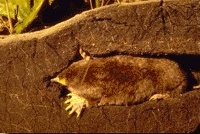 img4003-83.gif