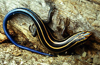 lined-skink.jpg