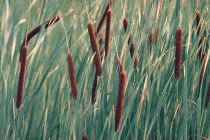 natcul1.gif