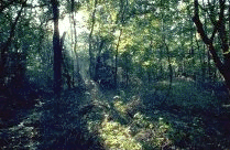 natcul2.gif