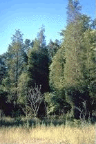 natcul3.gif