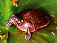 paintedturtle.jpg