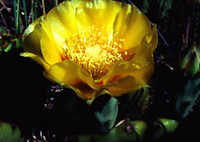 pricklypear.jpg