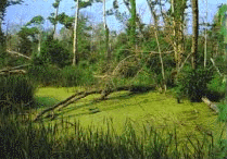 swamp.gif